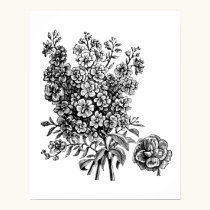 Double flowered stock posters