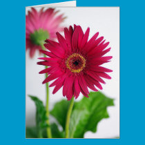 Double Gerbera cards