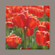 Double-headed tulip magnets