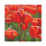 Double-headed tulip magnets
