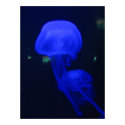 Double Jelly Fish posters by cookie1255 Double Jelly Fish posters