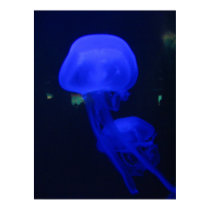 Double Jelly Fish posters by cookie1255 Double Jelly Fish posters
