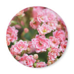 Double Kalanchoe in Pink Refrigerator Magnet