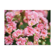 Double Kalanchoe in Pink postcard
