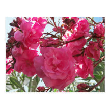 Double Oleander 1 Postcard