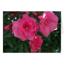 Double Oleander 2 Greeting Card