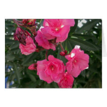 Double Oleander 3 Greeting Card