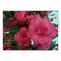 Double Oleander 4 Greeting Card