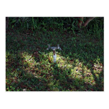 Double outlet water spigot postcards