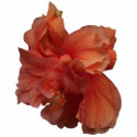 double peach hibiscus flower photo sculptures