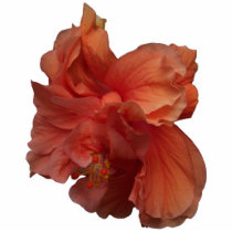 double peach hibiscus flower photo sculptures