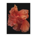 double peach hibiscus flower postcard