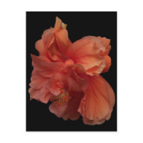 double peach hibiscus flower postcard by Lisachromis double peach hibiscus flower postcard