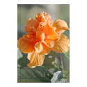 Double Peach Hibiscus on Canvas Print