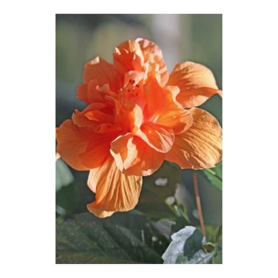Double Peach Hibiscus Poster by cherylarogers