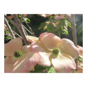 Double Pink Flowering Dogwood Poster print
