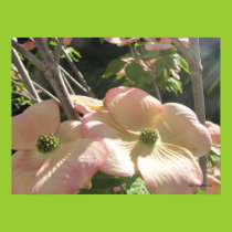 Double Pink Flowering Dogwood Poster posters