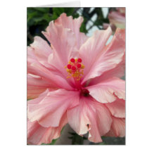 Double Pink Hibiscus 1 Card
