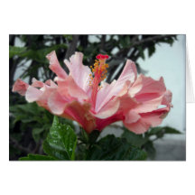 Double Pink Hibiscus 2 Card
