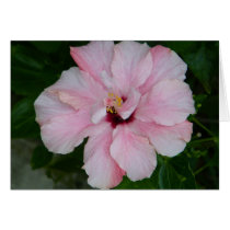 Double Pink Hibiscus Card