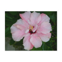 Double Pink Hibiscus Postcard