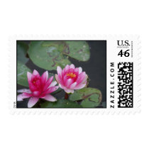 Double Pink Water Lily Postage postage