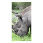 Double Rhino's Photo Cards