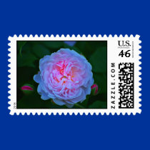 Double Rose postage by zack12349 Double Rose postage