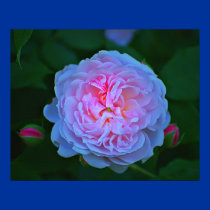 Double Rose posters by zack12349 Double Rose posters