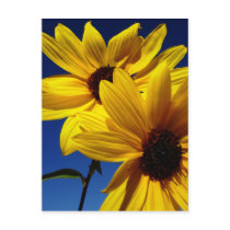 Double Sunflower Postcard