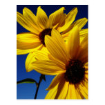 Double Sunflower Postcard