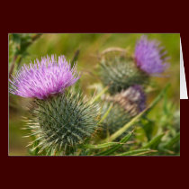 Double Thistle Card cards