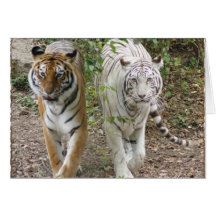 DOUBLE TROUBLE 2 TIGERS ORANGE/WHITE GREETING CARD