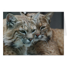 Double Trouble Card