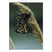 Double Trouble Greeting Cards