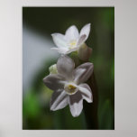 Double White Posters