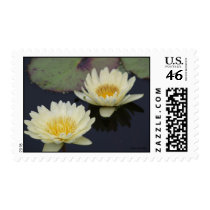 Double White Water Lily Postage postage