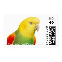 Double Yellow Headed Amazon Parrot Postage