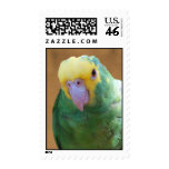 Double Yellow Headed Amazon Postage Stamp