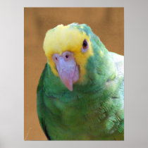 Double Yellow Headed Amazon Poster