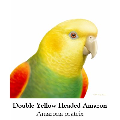 Double Yellow Headed Amazon Scoop Neck T-shirts by twopurringcats
