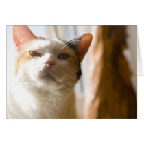 Doubting cat cards