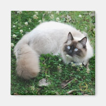 Dougal Amongst the Clover Magnet