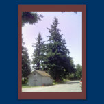 Douglas Fir tree on photo stock photography