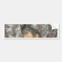 Douglas' Squirrel, Oregon Cascades Bumper Sticker