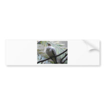 dove bumper stickers