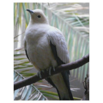 dove flyers