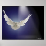 Dove flying through beam of light print