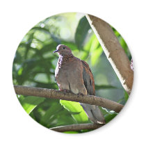Dove I Refrigerator Magnet