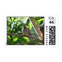 Dove I Stamps